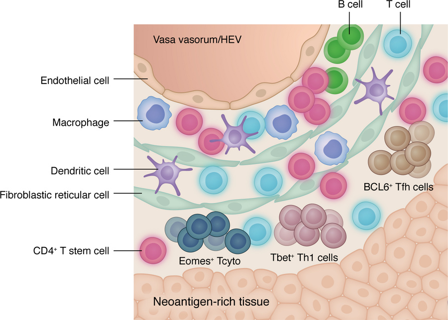 Aging-resistant T stem cells drive autoimmune disease.
A subset of indiv...