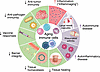Domains of immune aging.