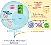 T cell aging: loss of stemness, transcriptional drift, and functional rewir