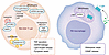 Signatures of T cell and macrophage aging in RA: organelle stress, metaboli
