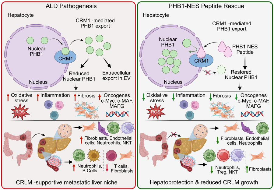 graphical abstract