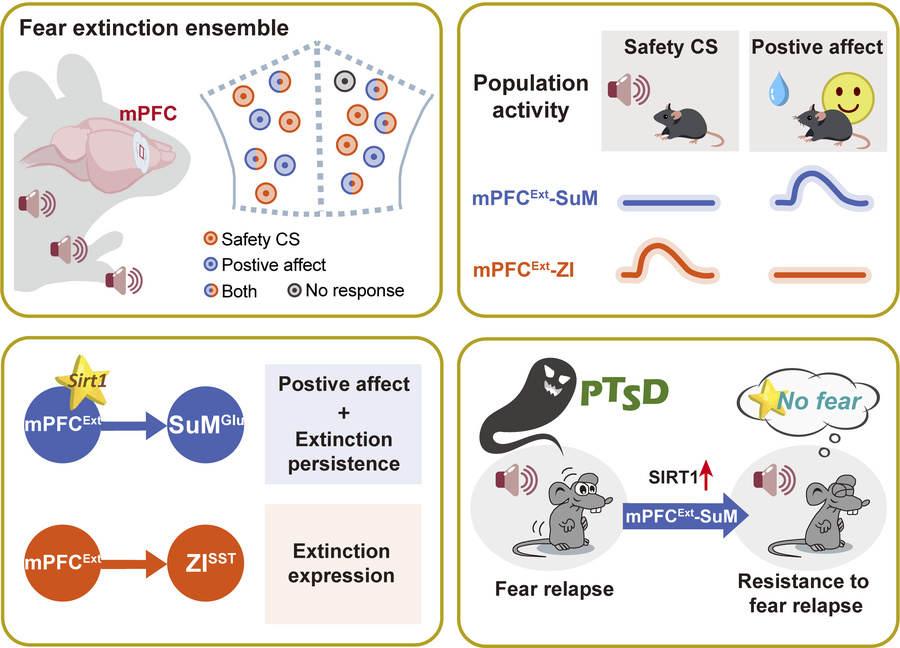 graphical abstract