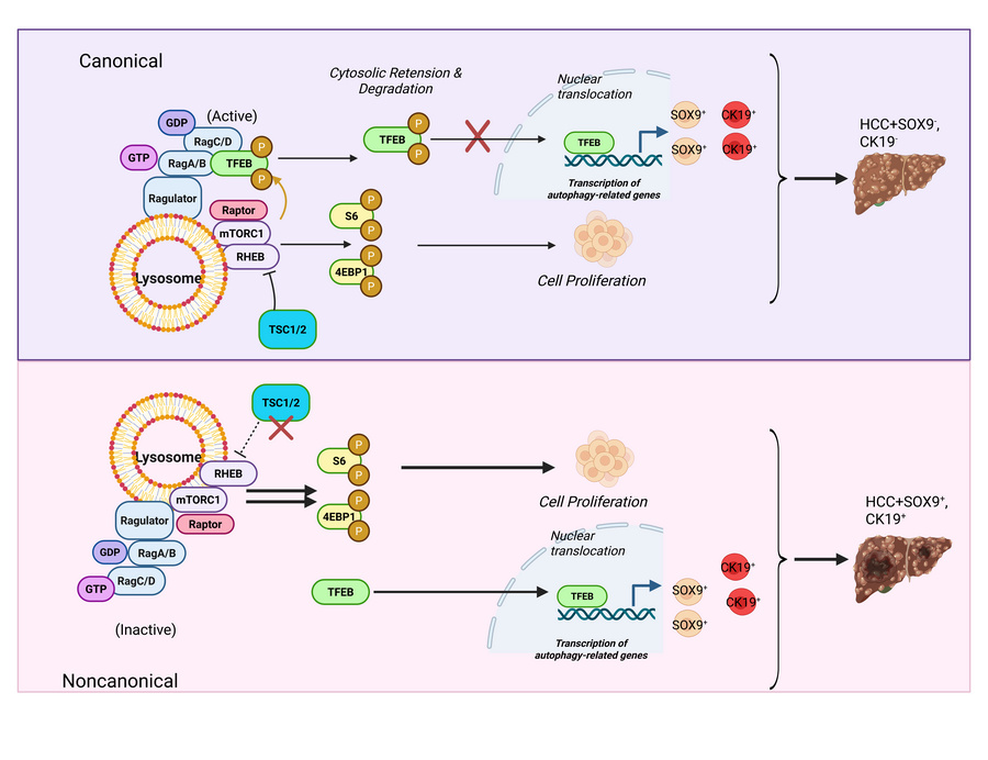 graphical abstract