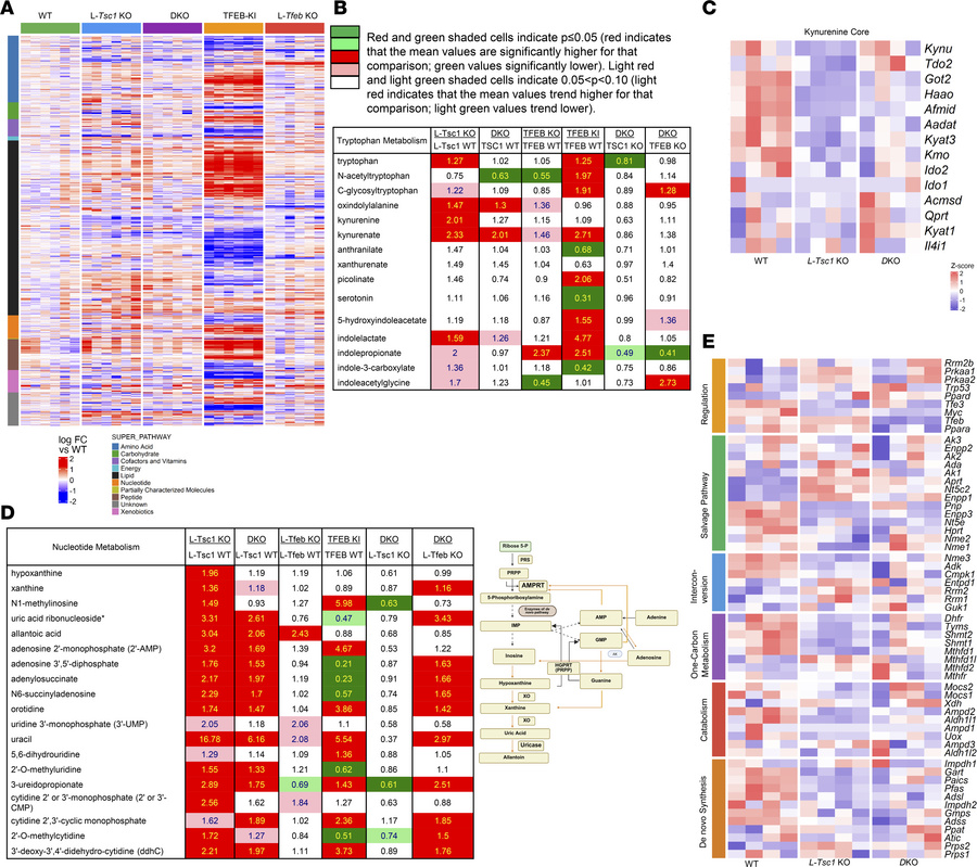 TFEB deletion partially restores metabolic homeostasis in TSC1-deficient...