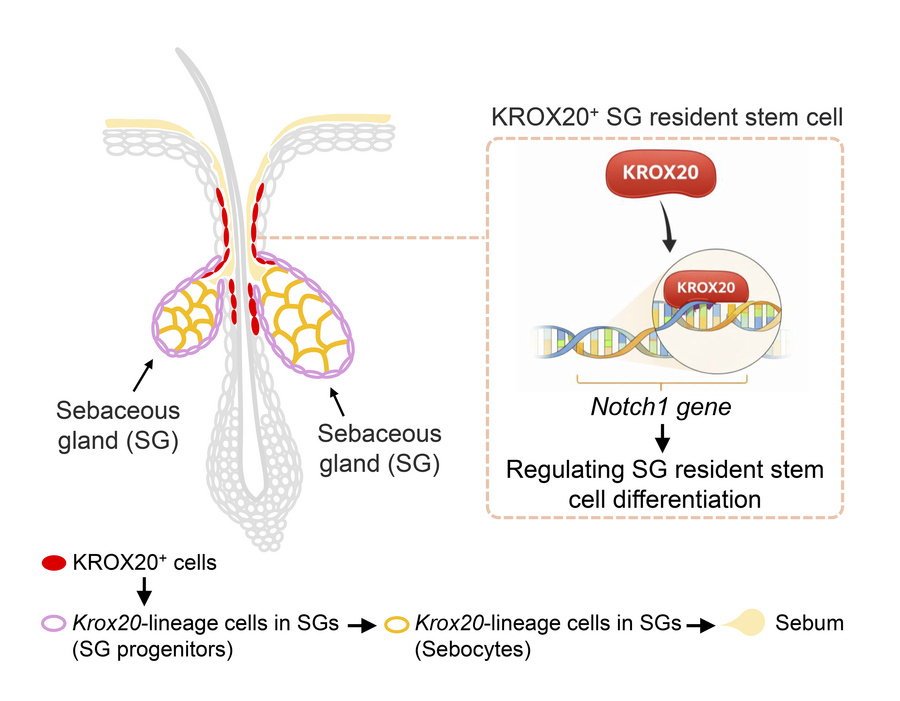graphical abstract