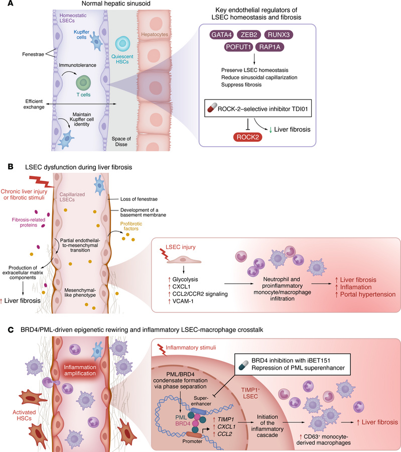 Roles of LSECs in liver fibrosis.
(A) LSECs line the hepatic sinusoids a...