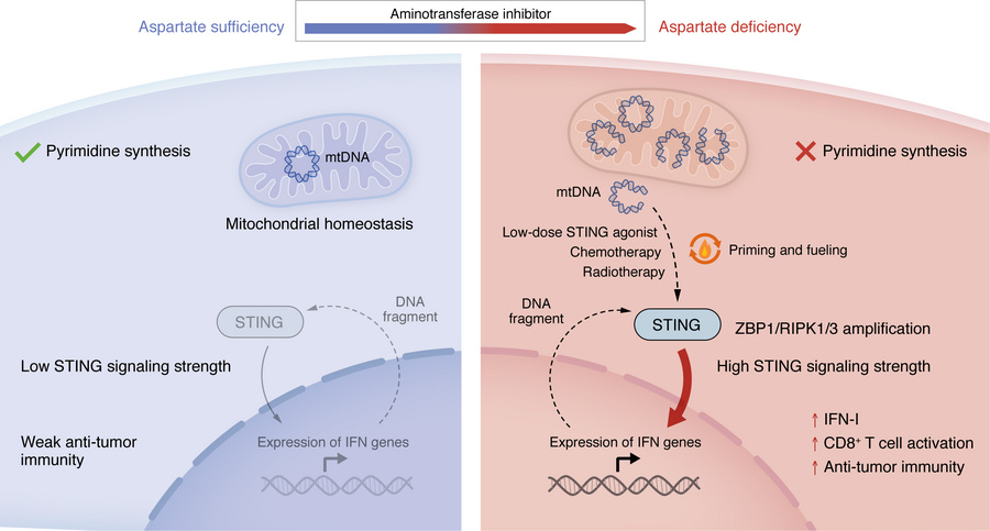 Aspartate metabolism primes and fuels STING-mediated antitumor immunity....