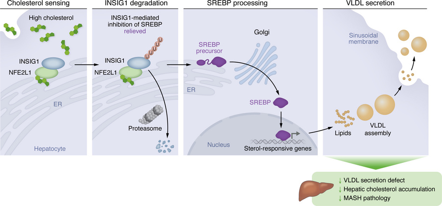 The NFE2L1/INSIG1 axis couples hepatic cholesterol sensing to VLDL secre...