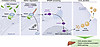 The NFE2L1/INSIG1 axis couples hepatic cholesterol sensing to VLDL secretio