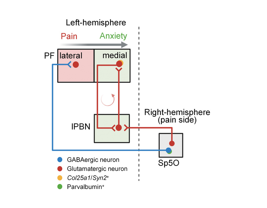 graphical abstract