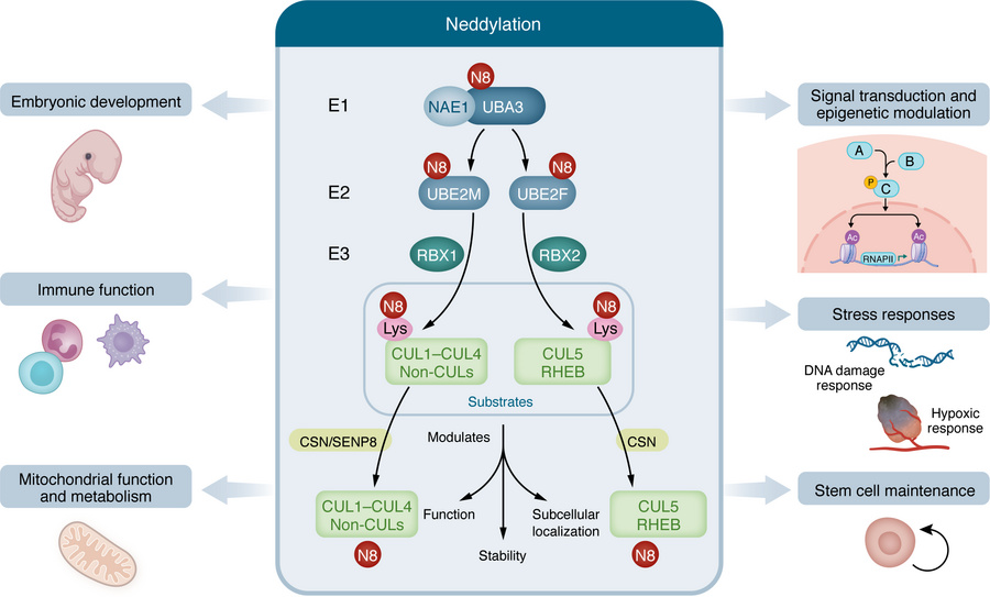 The neddylation modification and its physiological functions.
The center...