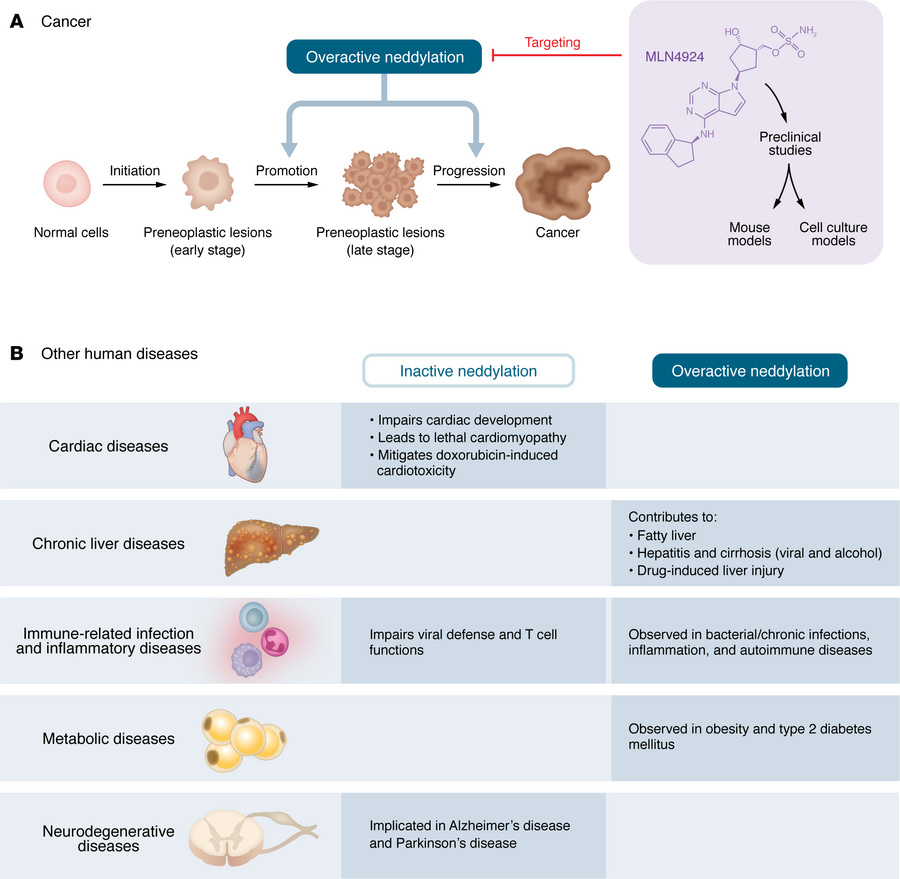 Dysregulated neddylation modification in human diseases.
(A) Cancer: Ove...