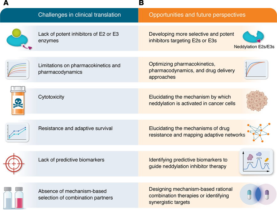 Challenges and opportunities for neddylation-targeted therapy.
(A) Chall...