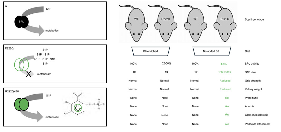 graphical abstract