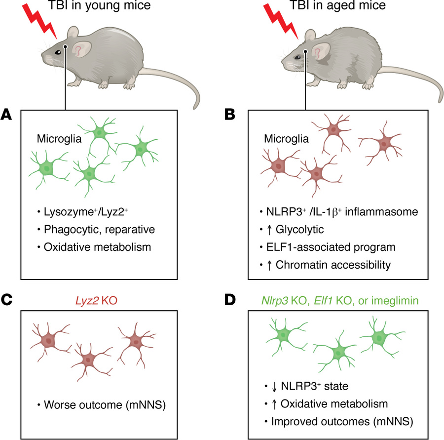 Aging redirects the post-TBI microglial response toward an inflammasome-...