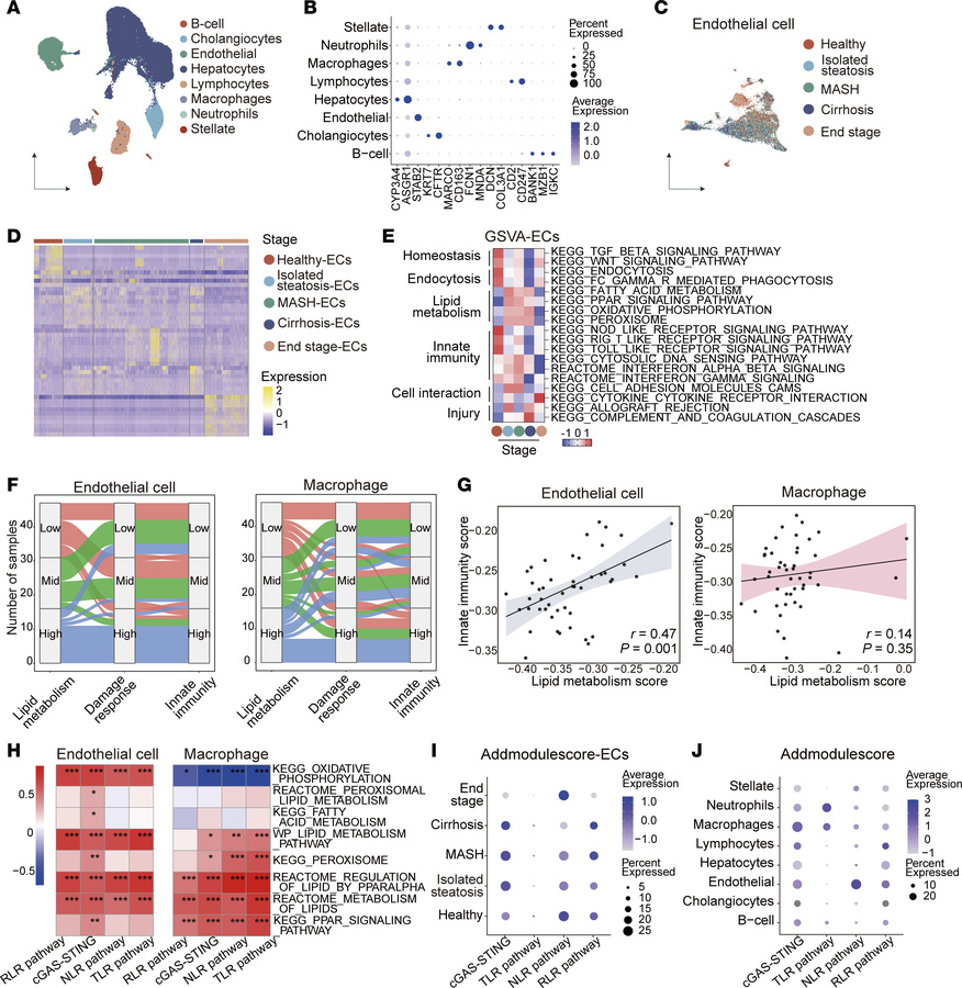 Metabolic stress selectively activates endothelial cGAS/STING signaling ...