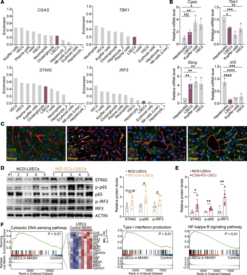 STING is endothelial cell enriched and progressively amplified during me...