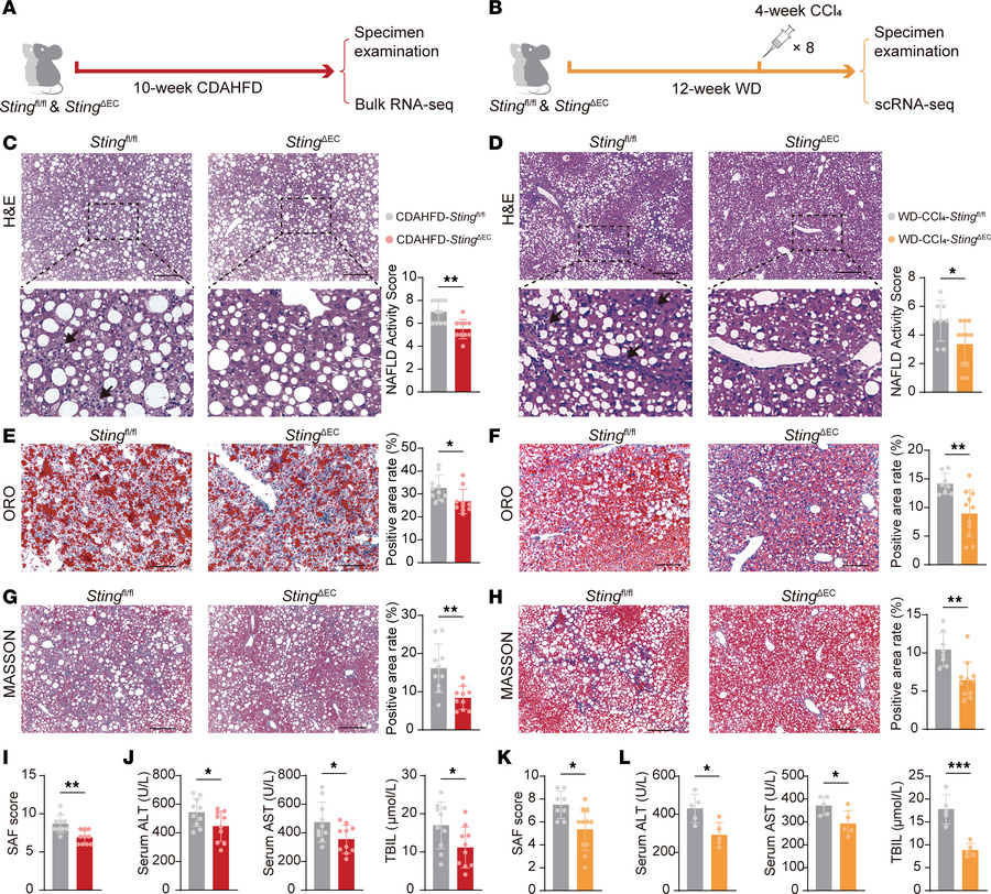 Endothelial STING is required for progression from metabolic stress to i...