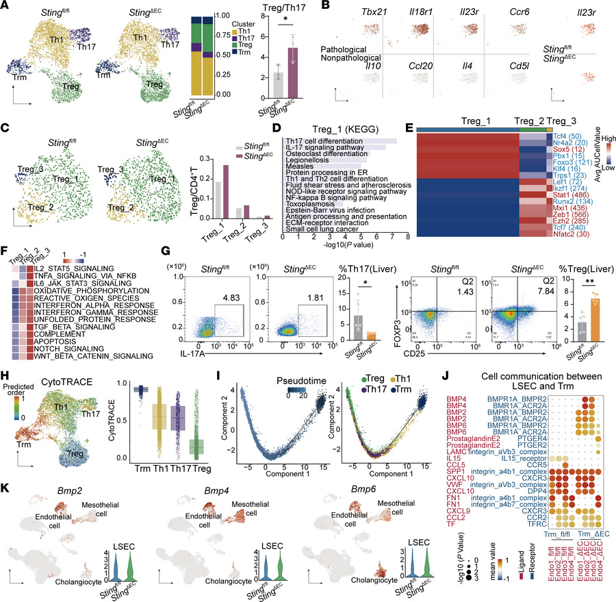 Endothelium-specific deletion of Sting elevates the Treg/Th17 ratio thro...