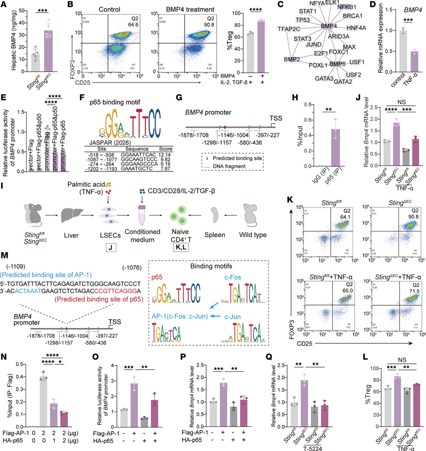 STING/NF-κB suppresses Treg skewing by blocking AP-1–mediated BMP4 trans...