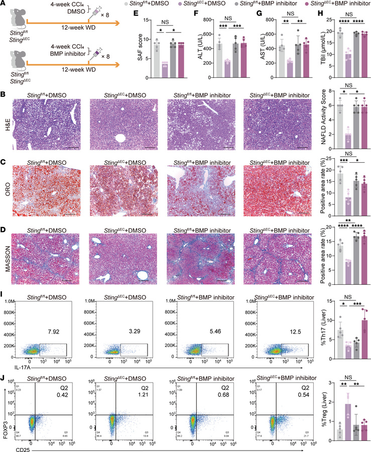 Inhibition of BMP signaling abrogated the protective effects conferred b...
