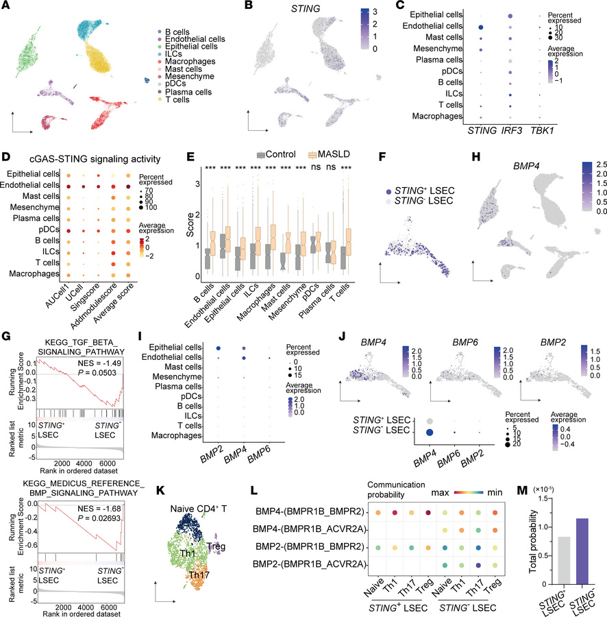 Human single-cell analysis validates a conserved endothelial STING-BMP4 ...