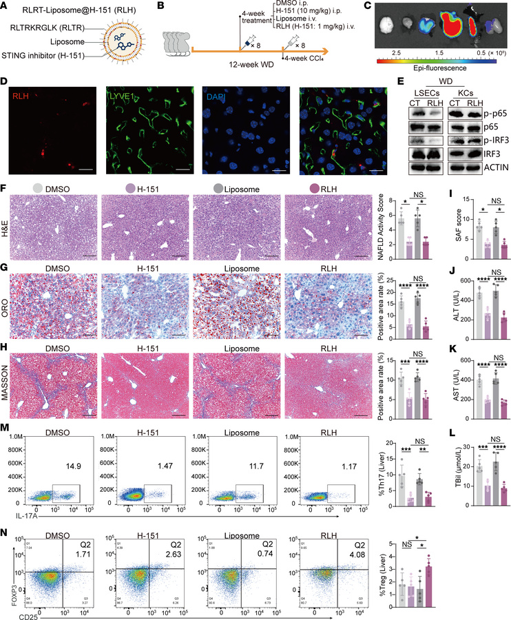 Delivery of a STING inhibitor via LSEC-directed RLTR-liposome ameliorate...