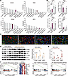 STING is endothelial cell enriched and progressively amplified during metab