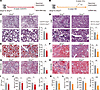 Endothelial STING is required for progression from metabolic stress to infl
