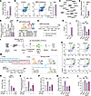 STING/NF-κB suppresses Treg skewing by blocking AP-1–mediated BMP4 transcri