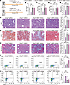 Inhibition of BMP signaling abrogated the protective effects conferred by e
