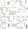 Human single-cell analysis validates a conserved endothelial STING-BMP4 ang