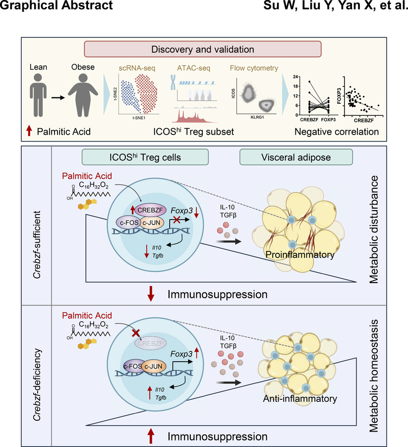 graphical abstract