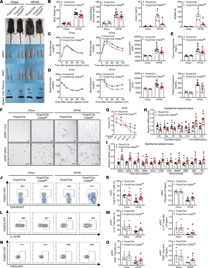 CREBZF in Tregs links eWAT inflammation to systemic metabolic dysfunctio...