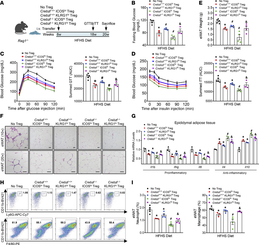 
Crebzf-deficient ICOShi Tregs suppress eWAT inflammation.
In an adoptiv...