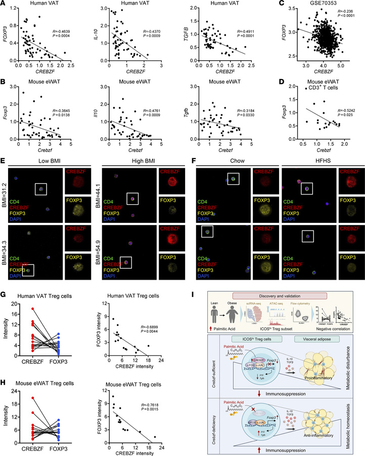 CREBZF inversely correlates with suppressive gene expression in Tregs fr...