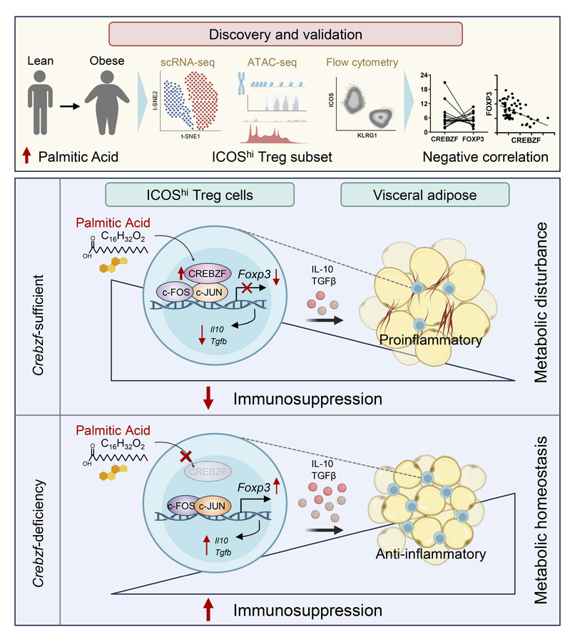 graphical abstract