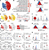 scRNA-seq identifies distinct KLRG1hi and ICOShi Treg subsets in epididymal