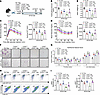 Crebzf-deficient ICOShi Tregs suppress eWAT inflammation.