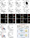 CREBZF inversely correlates with suppressive gene expression in Tregs from
