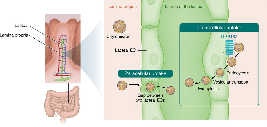Paracellular and transcellular transport of chylomicrons into the lactea...