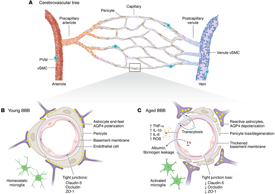 A schematic diagram of the young and aged BBB.
(A) Schematic overview of...
