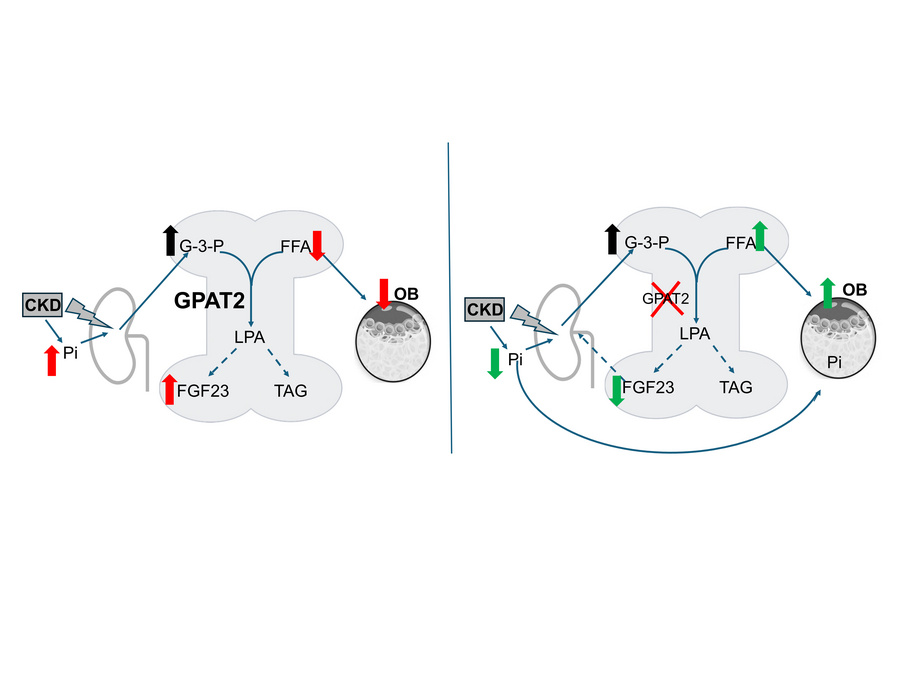 graphical abstract