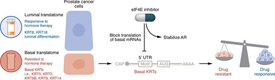 Drugging the cancer translatome.
The cancer translatome is a dynamic reg...