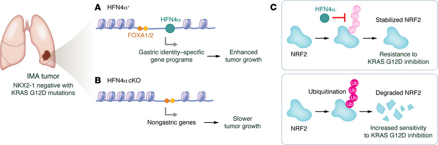 HNF4α drives plasticity and resistance to KRAS inhibition in IMA.
Dadzie...