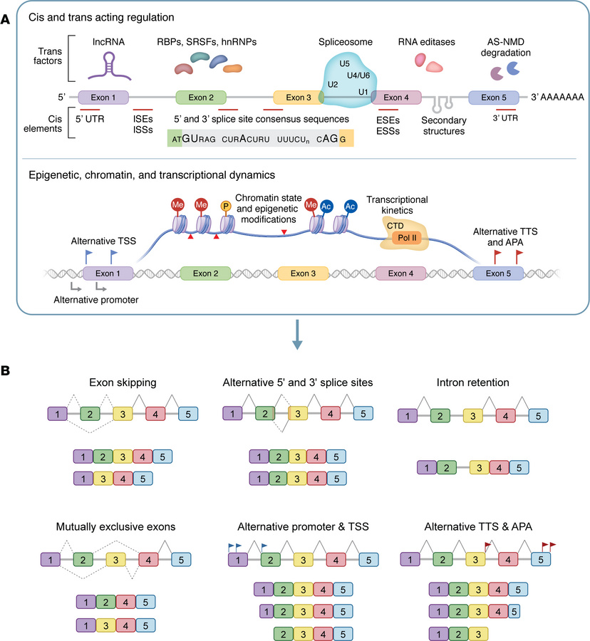 A dense regulatory network dictates isoform diversity.
(A) Cis-regulator...