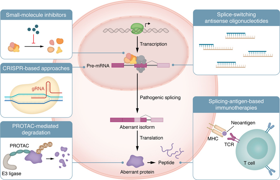 Therapeutic modalities targeting alternative splicing and isoforms in hu...