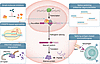 Therapeutic modalities targeting alternative splicing and isoforms in human