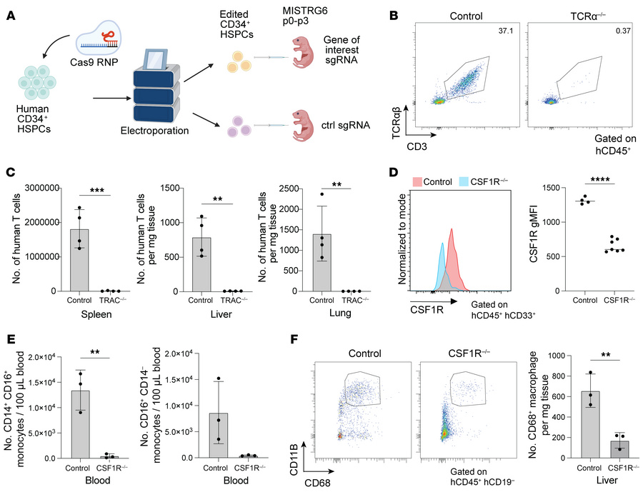 Efficient and persistent gene KO in human CD34+ HSPCs in the MISTRG6 hum...