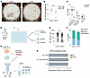 Loss of CD34+ DPP9–/– HSPCs is cell intrinsic.